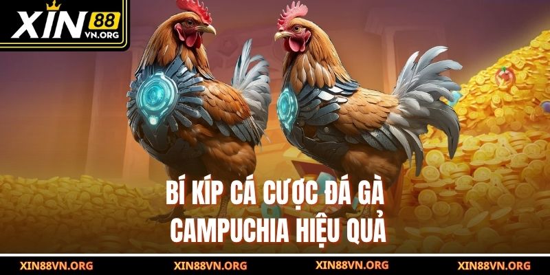 Bí kíp cá cược đá gà Campuchia hiệu quả
