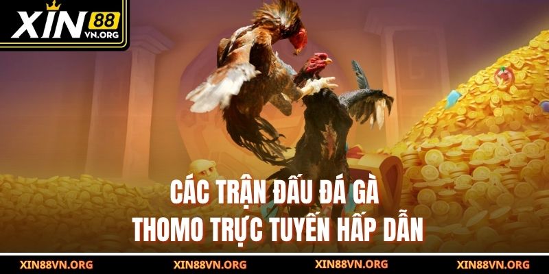 Các trận đấu đá gà Thomo trực tuyến hấp dẫn