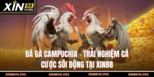 Đá Gà Campuchia – Trải Nghiệm Cá Cược Sôi Động Tại Xin88