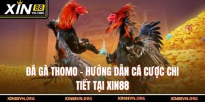 Đá Gà Thomo – Hướng Dẫn Cá Cược Chi Tiết Tại Xin88