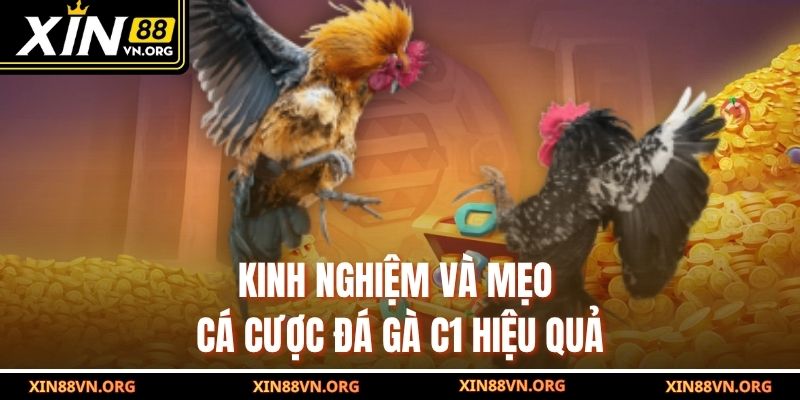 Kinh nghiệm và mẹo cá cược đá gà C1 hiệu quả