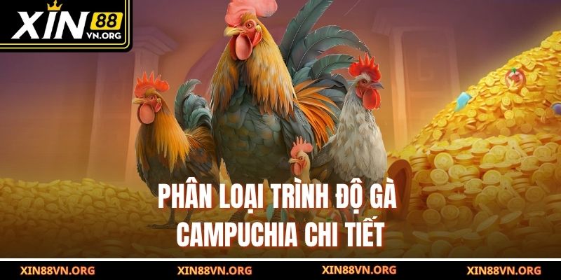 Phân loại trình độ gà Campuchia chi tiết